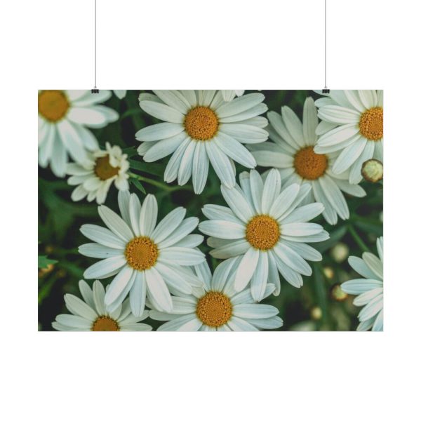 101875-211.jpg Blossom Daisy Poster