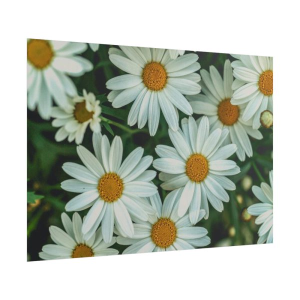 101875-212.jpg Blossom Daisy Poster