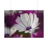 101875-216.jpg Flowering Plant Poster