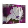 101875-217.jpg Flowering Plant Poster