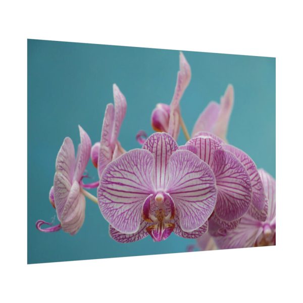 Purple Orchid  Poster