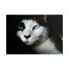 101875-220.jpg Bicolor Cat with Piercing Blue Eyes Poster