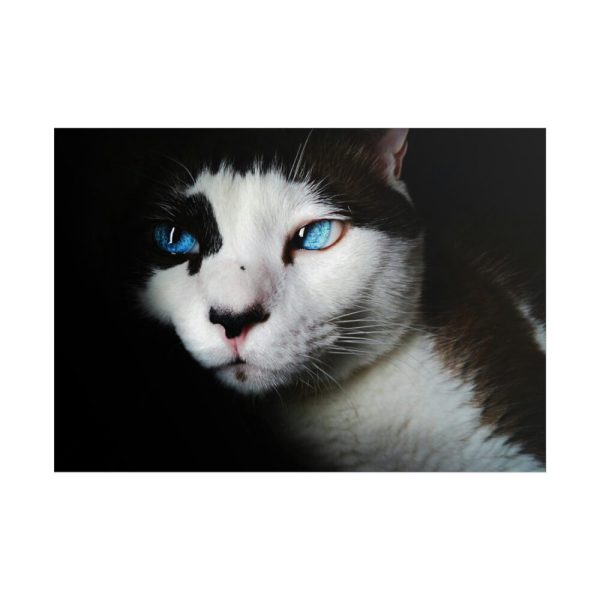 101875-220.jpg Bicolor Cat with Piercing Blue Eyes Poster