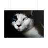 101875-221.jpg Bicolor Cat with Piercing Blue Eyes Poster