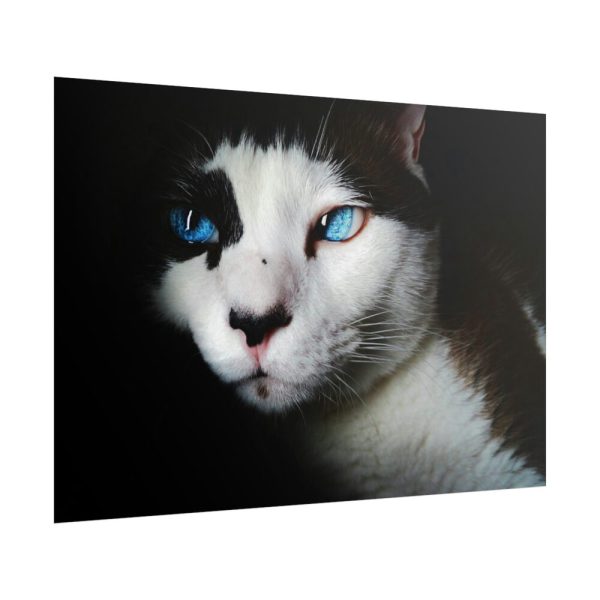 101875-222.jpg Bicolor Cat with Piercing Blue Eyes Poster