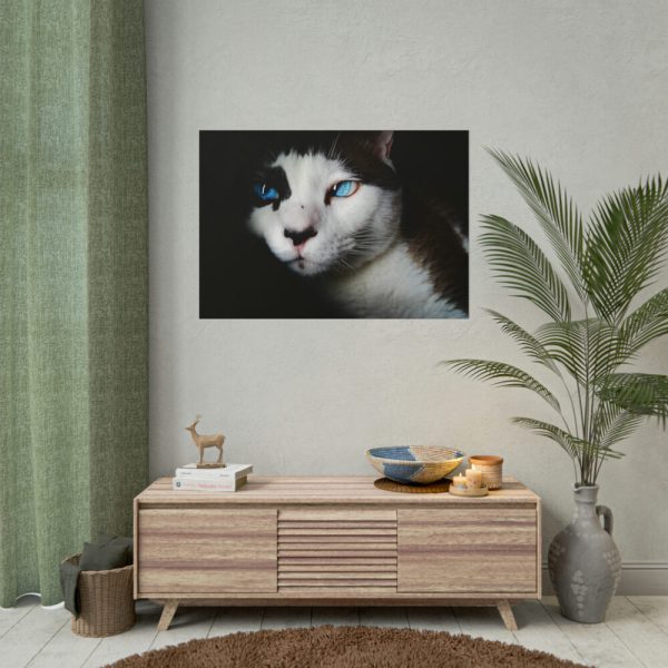 101875-223.jpg Bicolor Cat with Piercing Blue Eyes Poster