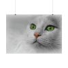 Beautiful Cat with Green Eyes Poster