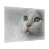 Beautiful Cat with Green Eyes Poster