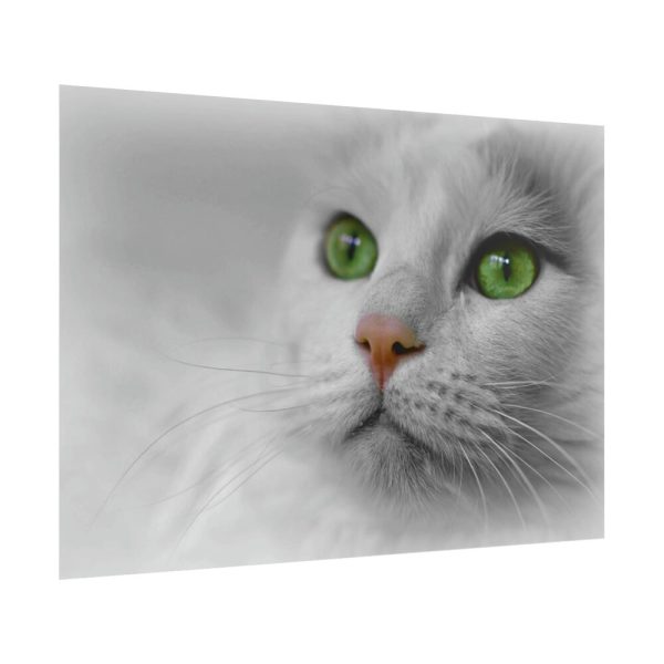 Beautiful Cat with Green Eyes Poster