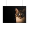 101875-231.jpg Cute Cat with Blue Eyes Poster