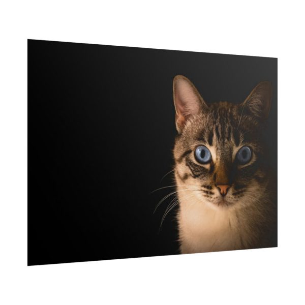 101875-232.jpg Cute Cat with Blue Eyes Poster
