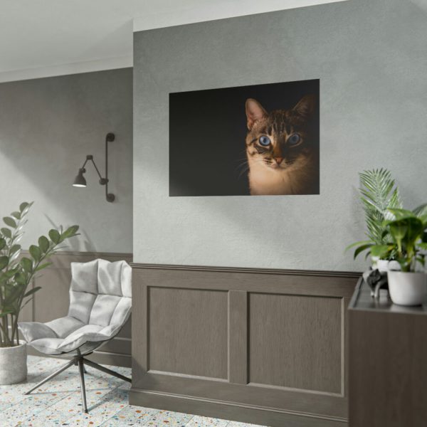 101875-234.jpg Cute Cat with Blue Eyes Poster