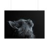 Cute Gray Cat Poster