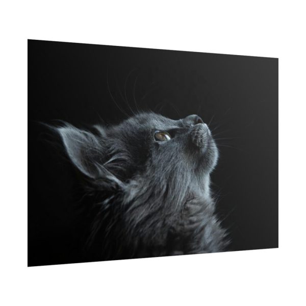 Cute Gray Cat Poster