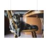 101875-241.jpg Beautiful Cat on Chair Poster