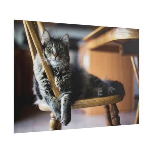 101875-242.jpg Beautiful Cat on Chair Poster
