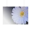 101875-246.jpg White Gerbera Poster