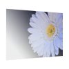 101875-247.jpg White Gerbera Poster