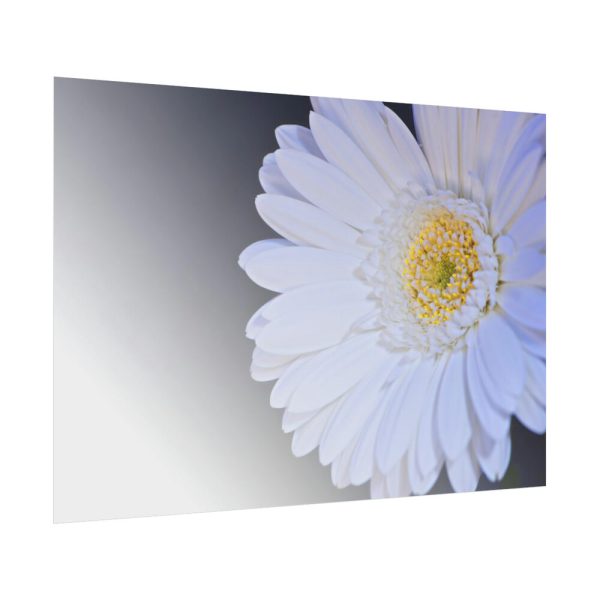 101875-247.jpg White Gerbera Poster
