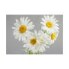 White Daisy Bloom Poster
