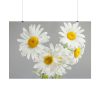 White Daisy Bloom Poster