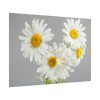 White Daisy Bloom Poster