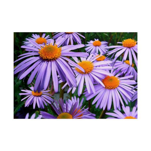 101875-255.jpg Wild Flower Poster