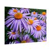 101875-257.jpg Wild Flower Poster