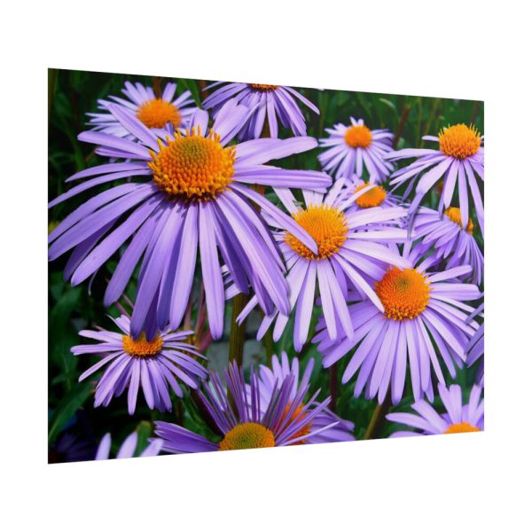 101875-257.jpg Wild Flower Poster