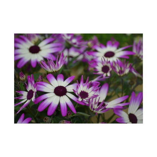 101875-260.jpg Purple Garden Cosmos Poster