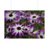 101875-261.jpg Purple Garden Cosmos Poster