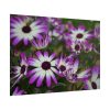 101875-262.jpg Purple Garden Cosmos Poster