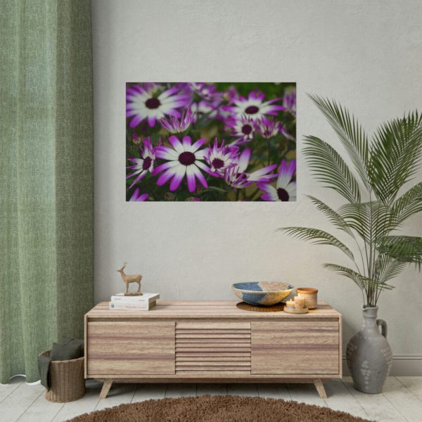 101875-263.jpg Purple Garden Cosmos Poster