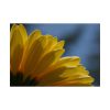 101875-265.jpg Daisy Gerbera Poster
