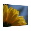 101875-267.jpg Daisy Gerbera Poster