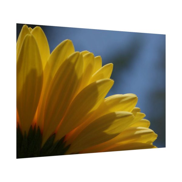 101875-267.jpg Daisy Gerbera Poster