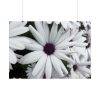 101875-271.jpg Flower Petal Poster
