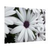 101875-272.jpg Flower Petal Poster