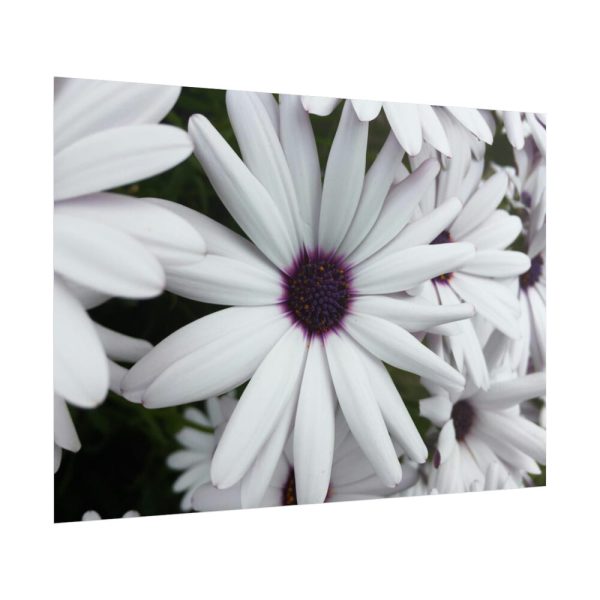 101875-272.jpg Flower Petal Poster