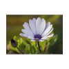 101875-285.jpg Herbaceous Plant Poster
