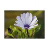 101875-286.jpg Herbaceous Plant Poster