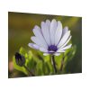 101875-287.jpg Herbaceous Plant Poster