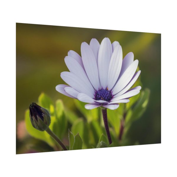 101875-287.jpg Herbaceous Plant Poster