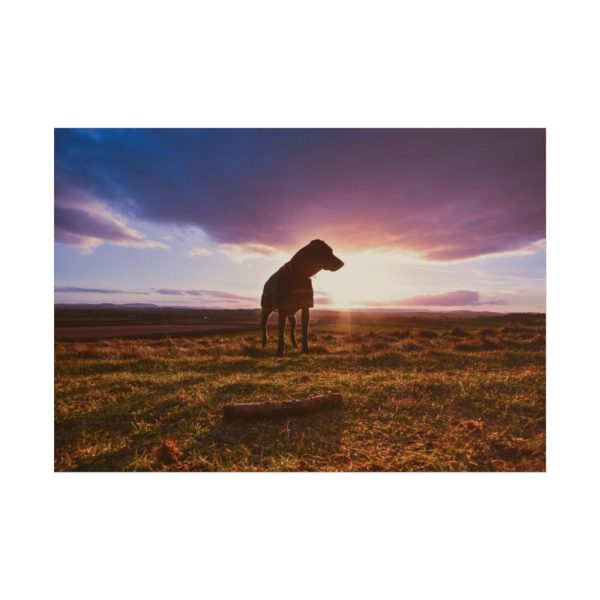 101875-30.jpg Free Dog at Sunset Poster