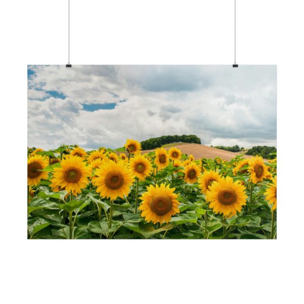101875-316.jpg Agriculture Sunflower Poster