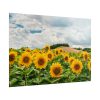 101875-317.jpg Agriculture Sunflower Poster