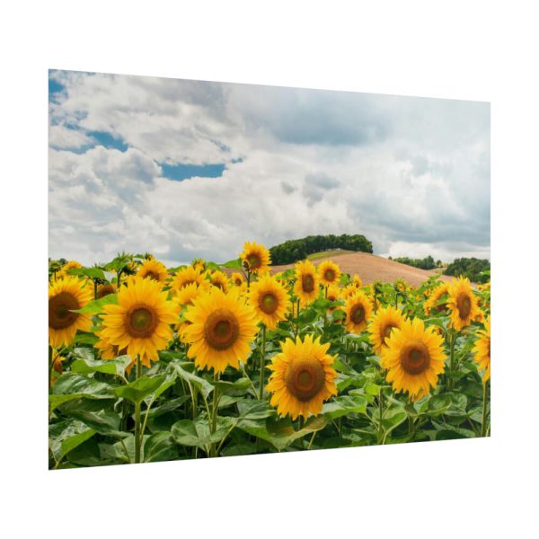 101875-317.jpg Agriculture Sunflower Poster