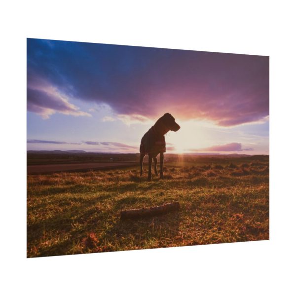 101875-32.jpg Free Dog at Sunset Poster