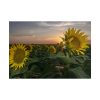 101875-320.jpg Sunflower Plant Flower Poster