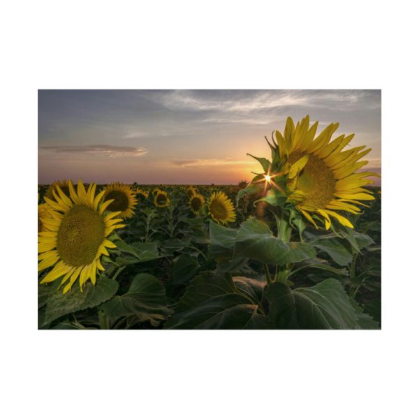101875-320.jpg Sunflower Plant Flower Poster